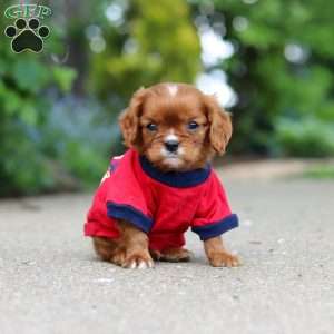 George, Cavalier King Charles Mix Puppy